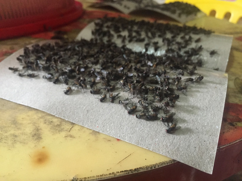 [-]Kinh[-]ho&agrave;ng[-]ruồi[-]từ[-]b&atilde;i[-]r&aacute;c[-]Nam[-]Sơn[-]"tấn[-]c&ocirc;ng"[-]nh&agrave;[-]d&acirc;n